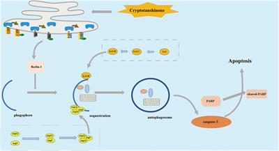 Cryptotanshinone Inhibits the Growth of HCT116 Colorectal Cancer Cells Through Endoplasmic Reticulum Stress-Mediated Autophagy